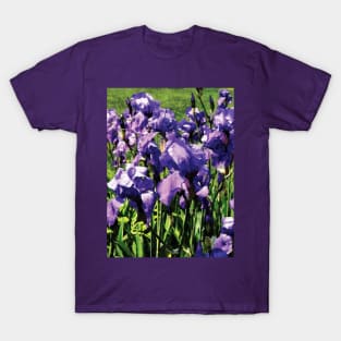Irises Princess Royal Smith T-Shirt